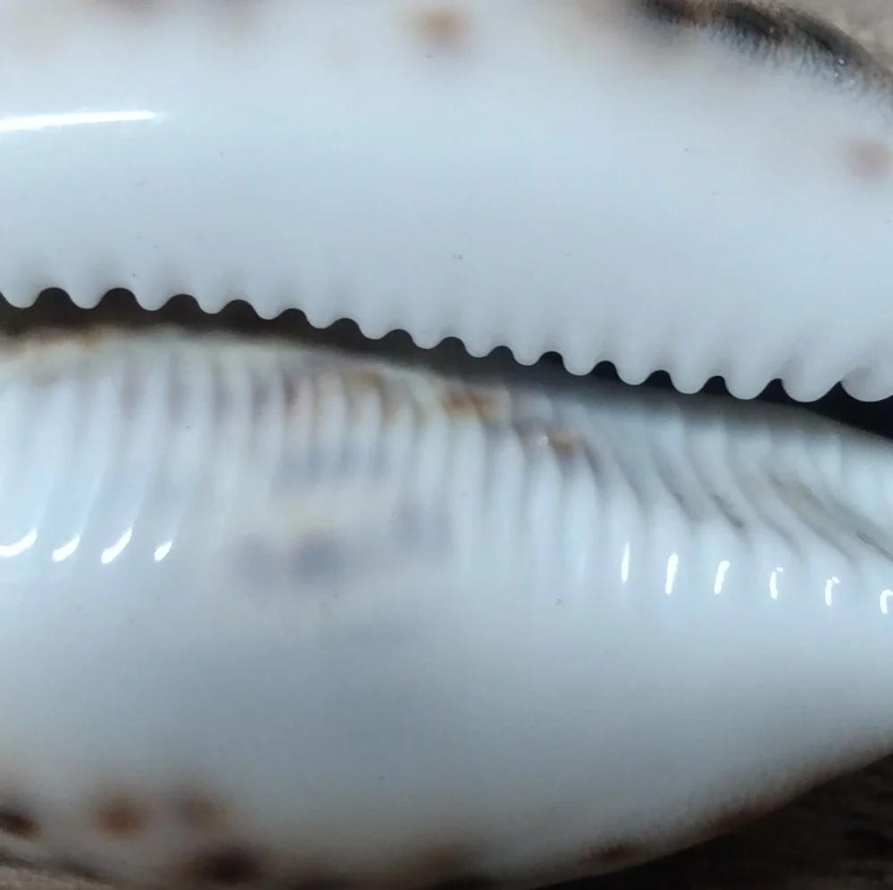 Shell 🐚 Mini - Picture 4 of 4